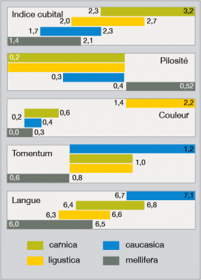 Standards biométriques de quatre races d'abeilles